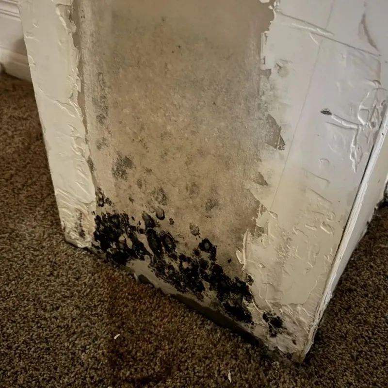 Professional Mold Removal in Scott County, KS